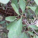 Ehretia amoena Hoja