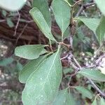 Ehretia amoena Leaf