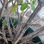 Salvia microphylla Bark