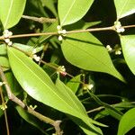 Myrciaria floribunda Leaf