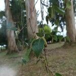 Betula pendula Leaf