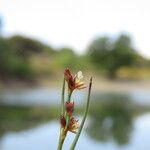 Juncus articulatus 花