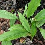 Curcuma longa Blad