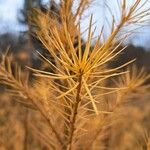 Larix kaempferi Levél