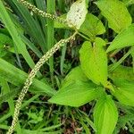 Saururus cernuus Fruit