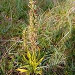 Dactylorhiza incarnata Vaisius