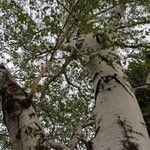 Populus tremuloides Žievė