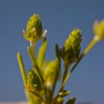 Ranunculus cupulatus