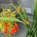 Crocosmia aurea Blüte