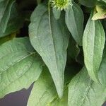 Echinacea purpurea Leaf