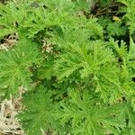 Pelargonium × asperum Hostoa