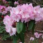 Rhododendron principis Flor