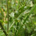 Cirsium arvense Levél