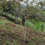 Miconia xalapensis Habitus