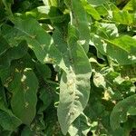 Verbascum lychnitis Blad