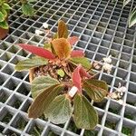 Begonia blancii Hábito