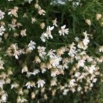 Solidago ptarmicoides Flor