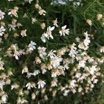 Solidago ptarmicoides Blomst