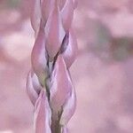Asparagus horridus Blomma