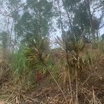 Dracaena steudneri برگ