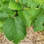 Corylus americana Leaf