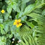 Geum macrophyllumFlor