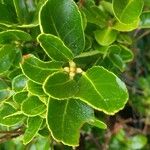 Euonymus japonicusपत्ता