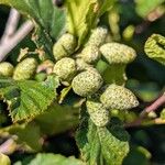 Alnus alnobetula Fruit