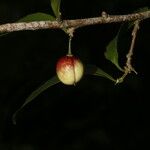 Casearia aculeata Fruit