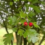 Crataegus monogynaLeaf