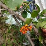 Celastrus paniculatus Fruit