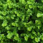 Selaginella denticulata পাতা