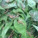 Eurybia schreberi Hoja