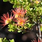 Metrosideros microphylla Flor