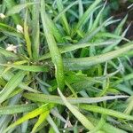 Ruellia simplex Folha