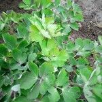 Aquilegia bernardii Leaf