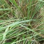 Festuca marginata Blatt