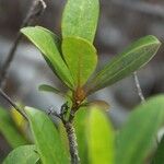 Baloghia neocaledonica 形態
