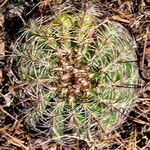 Echinocereus adustus Лист