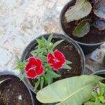 Dianthus chinensis Fleur