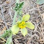 Citrullus colocynthis Flor