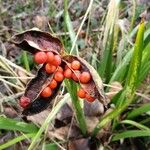 Iris foetidissima Fruit