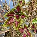 Coleus decurrens Blatt