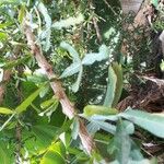 Crescentia alata Hoja