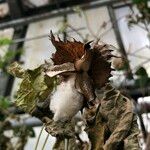 Gossypium herbaceum Mbuma