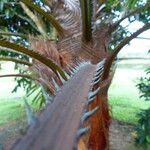 Livistona australis Likasa