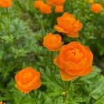 Trollius asiaticus Flower