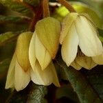 Dubouzetia caudiculata 花