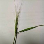 Aegilops triuncialis ᱡᱚ