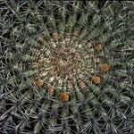 Ferocactus wislizeni Цветок